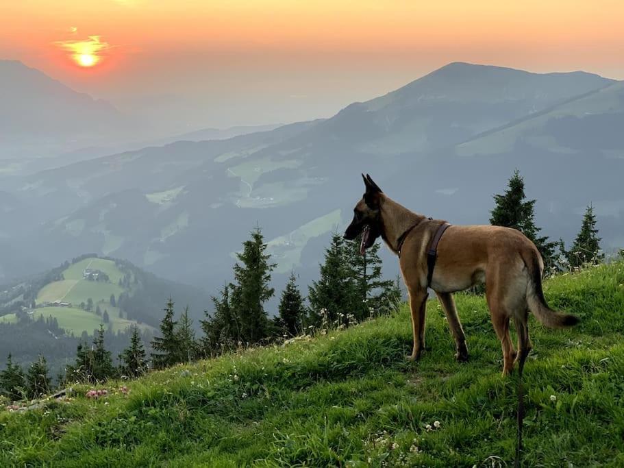 Urlaub Mit Hund Im Salzburger Land Apartment Wegscheid Exterior photo